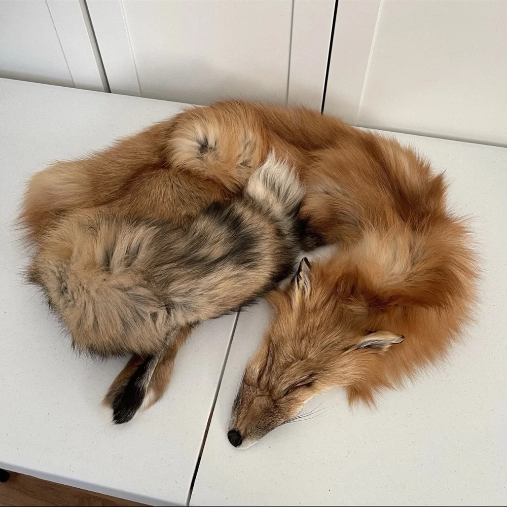 Real Red Fox Fur Pelt Hide Stole Scarf Log Cabin Decor Crafts Art Wall Hanging! - Picture 15 of 15
